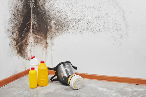 Best Mold Cleaning Services  in Catlin, IL