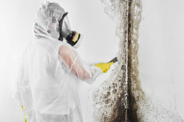 Home Mold Removal in Catlin, IL