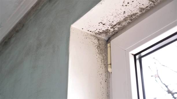 Best Home Mold Removal  in Catlin, IL