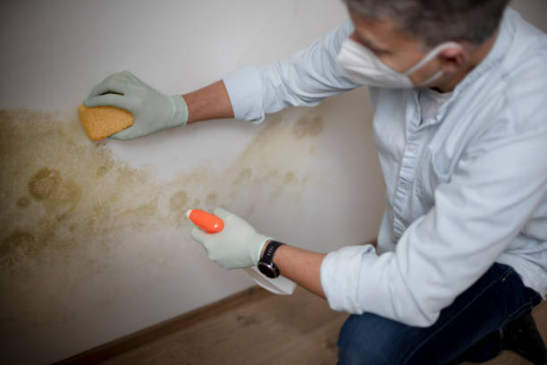 Best Mold Testing  in Catlin, IL