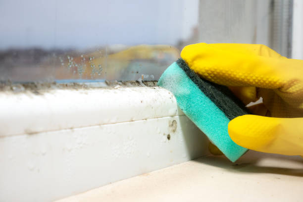 Best Attic Mold Removal  in Catlin, IL