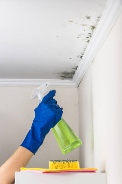 Mold Removal Process in Catlin, IL